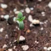 Permanent Jealousy XL Auto Sweet Seeds