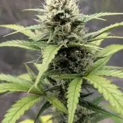 Crystal Candy XL Auto - Sweet Seeds