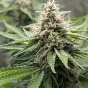 Super Boof Weed Seed Shop