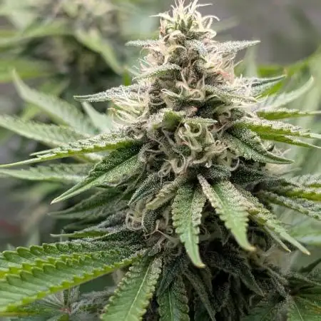 Super Boof Weed Seed Shop