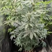 Glue Prom Walipini Seeds