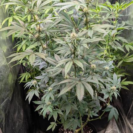 Glue Prom Walipini Seeds
