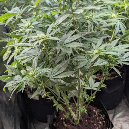 Super Boof Weed Seed Shop