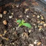 Skunk Auto Fast Buds Mini Grow