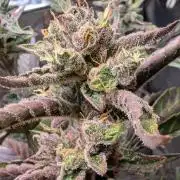 Papaya Cookies Auto Fast Buds