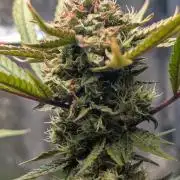 The Gassy One Super Sativa Seed Club