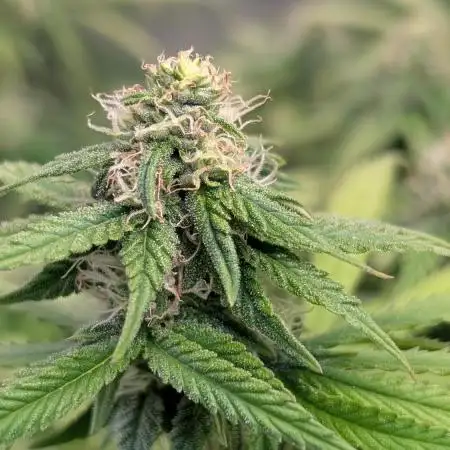 Mental Rainbow F1 Sweet Seeds