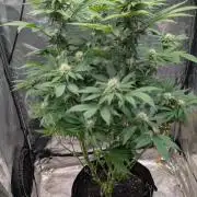 Super Boof Weed Seed Shop