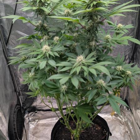 Super Boof Weed Seed Shop