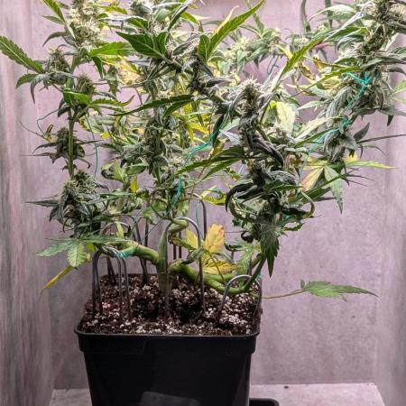 Hindu Kush Auto Sensi Seeds