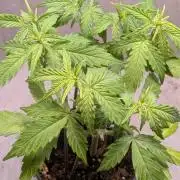 Hindu Kush Auto Sensi Seeds