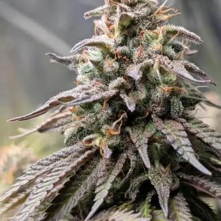 Papaya Zoap F1 Sweet Seeds