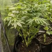 Super Boof Weed Seed Shop