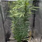 Strawberry Cola Sherbet F1 Sweet Seeds