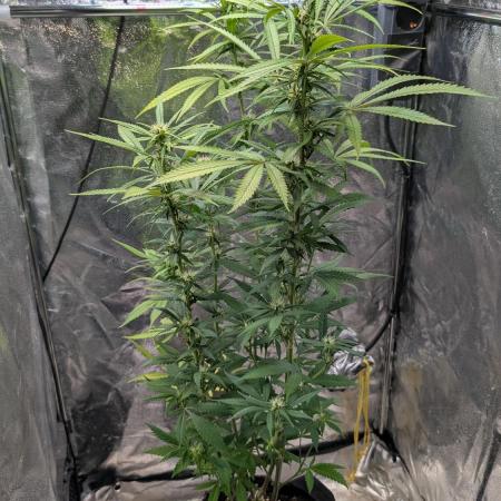 Strawberry Cola Sherbet F1 Sweet Seeds