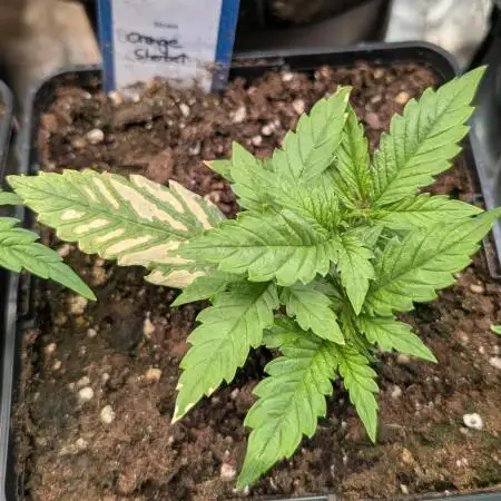 Orange Sherbet FF Fast Buds