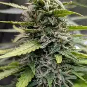 Strawberry Cola Sherbet F1 Sweet Seeds