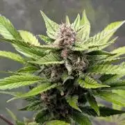 Diablo Rojo XL Auto - Sweet Seeds