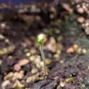 Eternity Grow Cup  Sticky Broccoli Auto