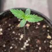 Permanent Jealousy XL Auto Sweet Seeds