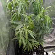 Strawberry Cola Sherbet F1 Sweet Seeds