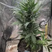 Auto Super Skunk - Sensible Seeds