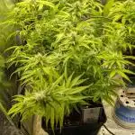 Mental Rainbow F1 Sweet Seeds