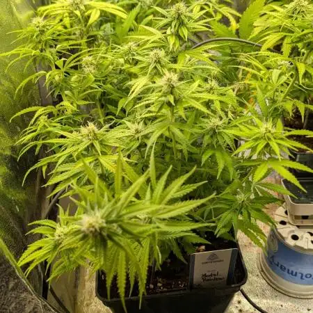 Mental Rainbow F1 Sweet Seeds