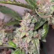 Hindu Kush Auto Sensi Seeds