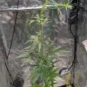 Toffee Pudding Auto Anesia Seeds