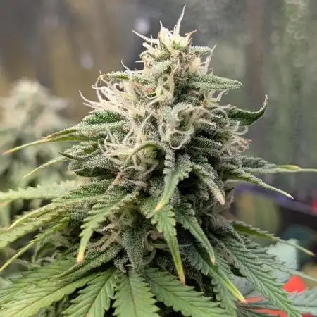 Orange Sherbet FF Fast Buds