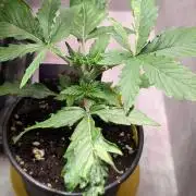 Eternity Grow Cup  Sticky Broccoli Auto