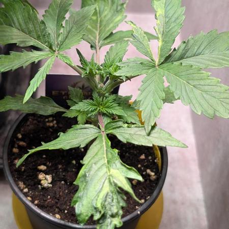 Eternity Grow Cup  Sticky Broccoli Auto