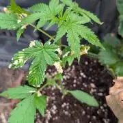Toffee Pudding Auto Anesia Seeds