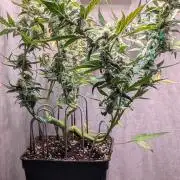 Hindu Kush Auto Sensi Seeds