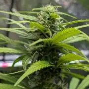 Strawberry Cola Sherbet F1 Sweet Seeds