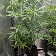 Strawberry Cola Sherbet F1 Sweet Seeds