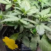 Banana Frost