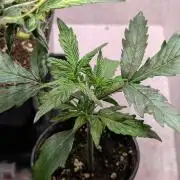 Permanent Jealousy XL Auto Sweet Seeds