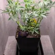 Eternity Grow Cup  Sticky Broccoli Auto