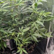 The Gassy One Super Sativa Seed Club