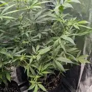 The Gassy One Super Sativa Seed Club