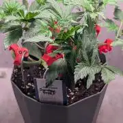 Sundae Frost