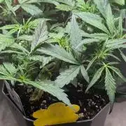 Mango Cherry Runtz