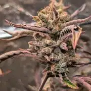 Papaya Cookies Auto Fast Buds