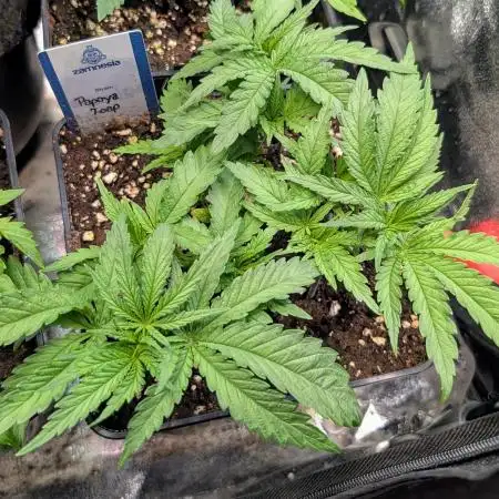 Papaya Zoap F1 Sweet Seeds