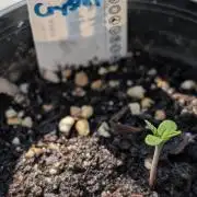 Crystal Candy XL Auto - Sweet Seeds