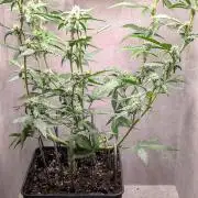 Hindu Kush Auto Sensi Seeds
