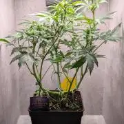 Eternity Grow Cup  Sticky Broccoli Auto