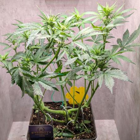 Eternity Grow Cup  Sticky Broccoli Auto